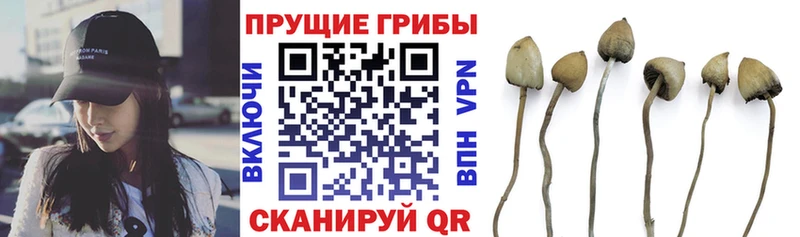 Псилоцибиновые грибы Cubensis  Шенкурск 